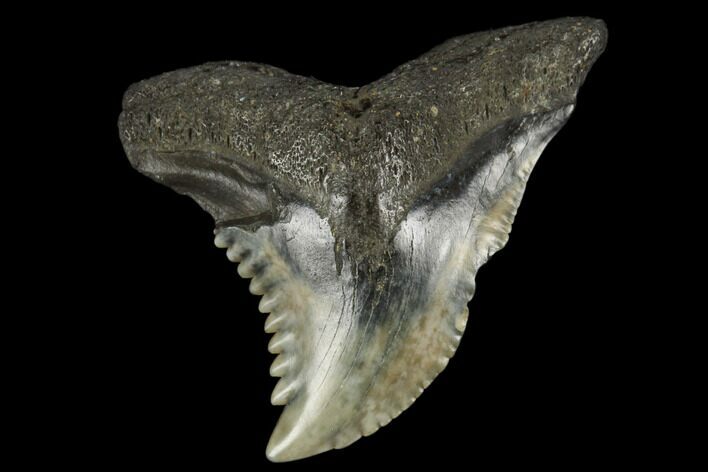 Snaggletooth Shark (Hemipristis) Tooth - Aurora, NC #180149